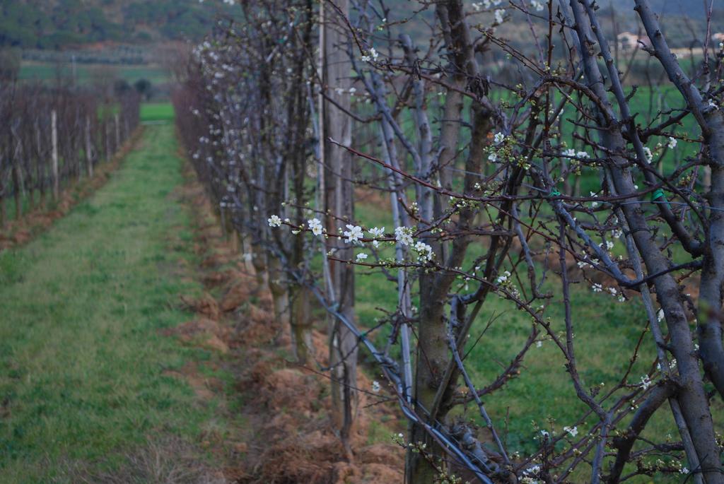 Agriturismo Val Di Nappo Castiglione della Pescaia Zewnętrze zdjęcie
